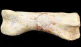 Well Preserved Theropod Toe Bone - Kem Kem Beds #42876-1